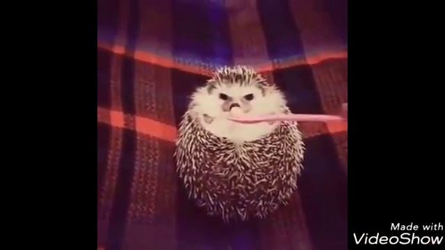 Приколы. Коты, белки, еноты и даже дельфин. Самые смешные моменты! Подборка #14. смотреть онлайн