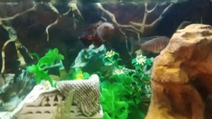 Обзор аквариума на 200 литров с цихлидами, метиннисами,сомиками и мастацембелом(40 см).