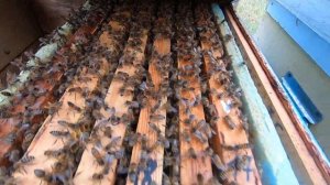 ✅Обработка пчел бипином! Очень подробно! Метод проливки!