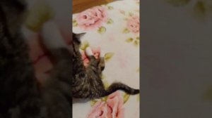 У кота не ходят задние лапы - что-то с позвоночником.