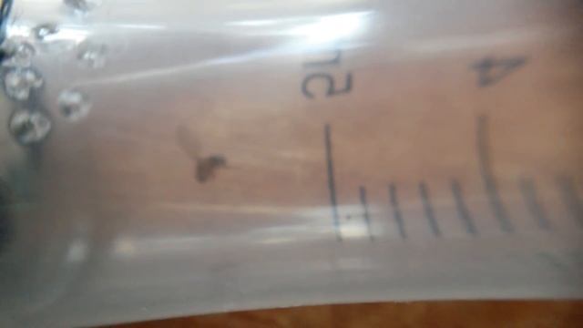 #3 про матку Lasius niger и дрозофила смотреть онлайн