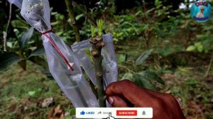 Big Mango Tree Grafting Result After 6 Day's  💯 % Success 😍😍