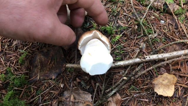 Замечательная поляна грибов подосиновиков и белые грибы еловые! смотреть онлайн