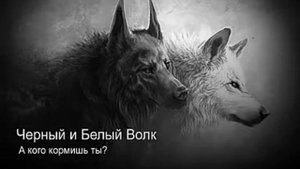 Клип Черный и белый волк.