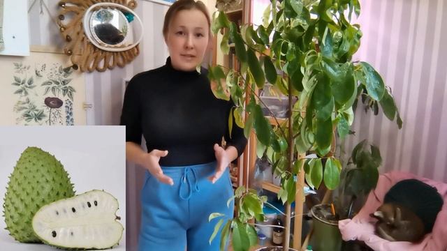 Гуанабана(Аннона, сметанковое дерево) выращивание из косточек