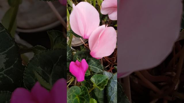 Цикламен: Карлик и обычный | Zyclamen: einfacher und Zwerg #plants #растения смотреть онлайн