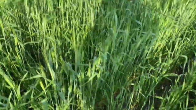 Ловля перепела конец мая смотреть онлайн