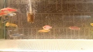 Разведение цветных Данио