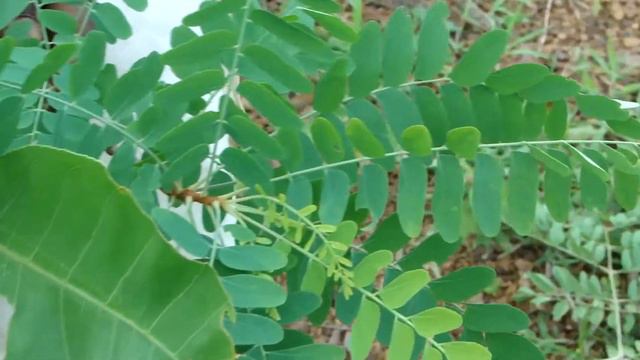 Pankaj Oudhia's Healing Herbs: Revitalization of Pancreas and Diabetes Management-cc6027c смотреть онлайн