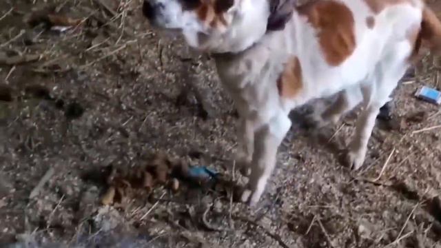 Они держали щенка на морозе возле мусорных баков, вокруг был только мусор и грязная заледенелая вод смотреть онлайн