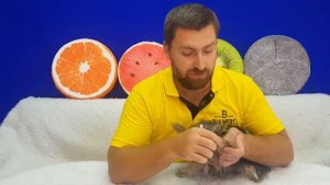 Как подстричь ногти собаке дома