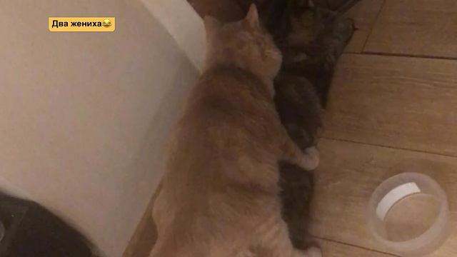 2022-11-15 смотреть онлайн