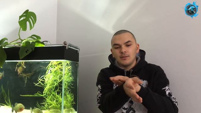 От меня уйдет жена  Завел мадагаскарского таракана