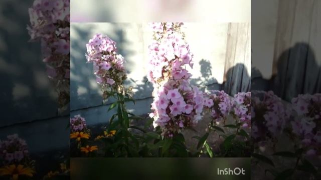 Лесная песня смотреть онлайн