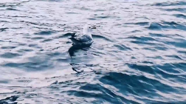ЧАЙКИ ЧЕРНОГО МОРЯ……