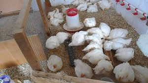 Выращивание бройлеров без комбикорма Особенности экономного кормления