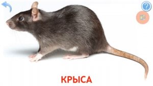 Карточки Домана Животные леса и их голоса. Звуки Животных