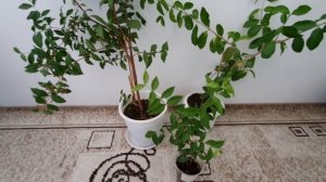 Мальпигия Глабра, Мальпигия Глабра Ацерола Нана