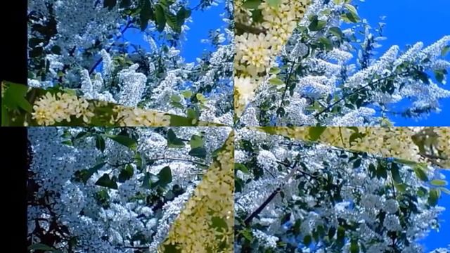 Черёмухи цвет -песня смотреть онлайн