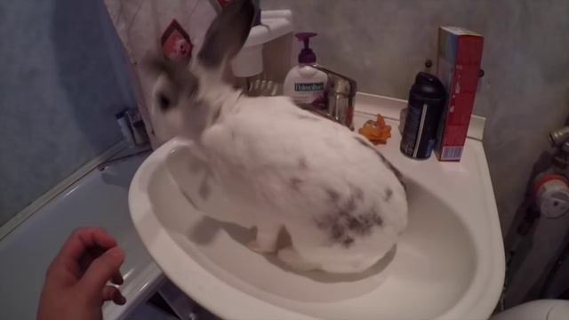 Большой декоративный кролик