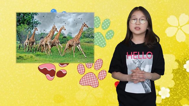 Жирафы | ZOO с Амирой Ашикеевой смотреть онлайн