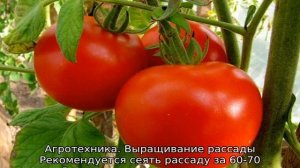 Томат Волгоградский