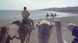 CAMEL ABU GALUM SHARM EL SHEIKH DAHAB  EGYPT