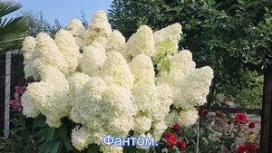 Метельчатые Гортензии. Как мы их обрезаем и какое удобрение вносим.