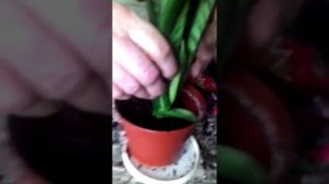 Как пересадить растение ,,щучий хвост "