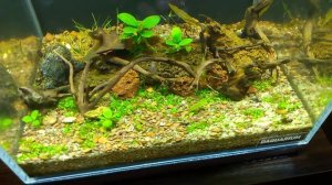 Мой аквариум 5 литров | Обойдемся без фильтра