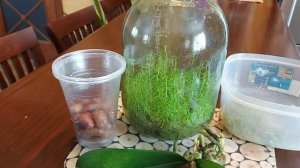 Наращивание корней у подростка орхидеи Фаленопсис в живом мхе