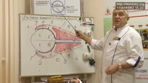 Схема cтроения глаза человека. Анатомия глаза