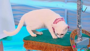 Кошки и собаки. Заводить или нет? Здоровье. Фрагмент выпуска от 02.04.2017