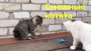 Смешные котята заставят улыбнуться каждого