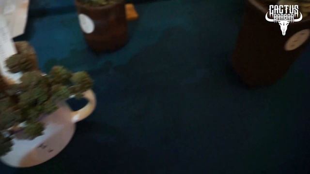 INDONESIA CACTUS AND SUCCULENT FEST 2019 SLEMAN CITY HALL смотреть онлайн