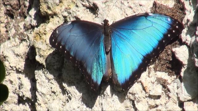 Blue morpho butterfly basking in sun. смотреть онлайн