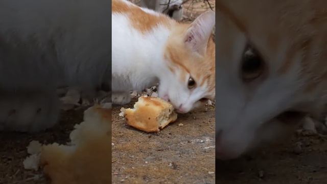 Дикий котёнок Аравийский Мау кушает пирожок с мясом ? Feral kitten Arabian Mau eat meat pies ?