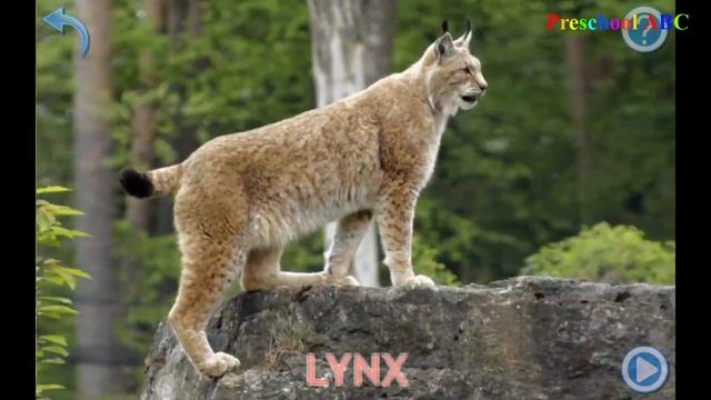 Forest Animals and Forest Animals Sounds | Educational Games for Kids смотреть онлайн