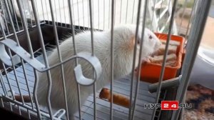 В Салехарде живодеры выкинули домашних крыс с переломанными лапами на улицу