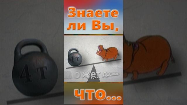 Знаете ли Вы, Что? Гиппопотам