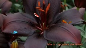 Лилия азиатская Блэк Чарм (black charm) ? обзор: как сажать, луковицы лилии Блэк Чарм