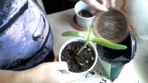 Как правильно посадить детки орхидеи Дендробиум Нобиле.