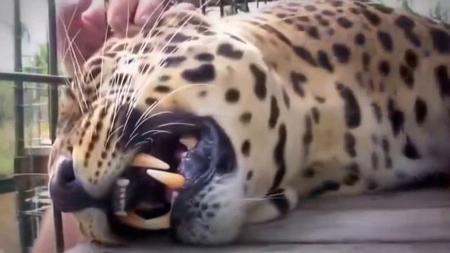 смешные приколы