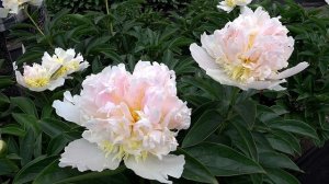 Многоцветный пион TOP BRASS / Сад Ворошиловой