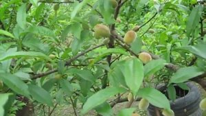 Мраморные клопы атакуют персики.