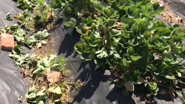 Клубника. Обрезка кустов после плодоношения. Какие обработки необходимы. смотреть онлайн