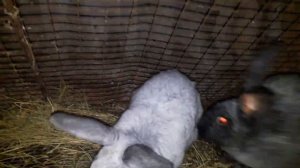 кролики БСС  Белый великан,и разнопёрая красота