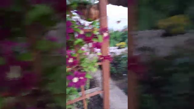 клематис на перголе смотреть онлайн