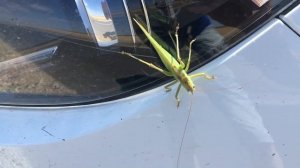 А вы, в лесу это встречали? Поездка в Кабарду, город Прохладный.