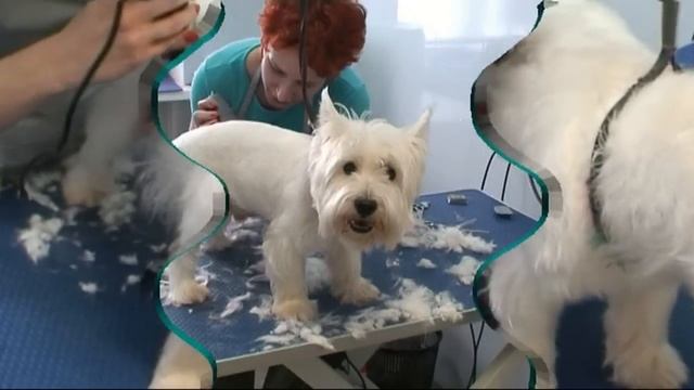 Стрижка под машинку Вест Хайленд Уайт Терьер смотреть онлайн